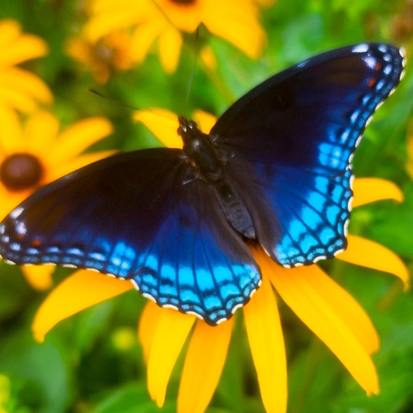 Meet your Posher, Karma *please note sellers disclosure under description* - Picture 9 of 9